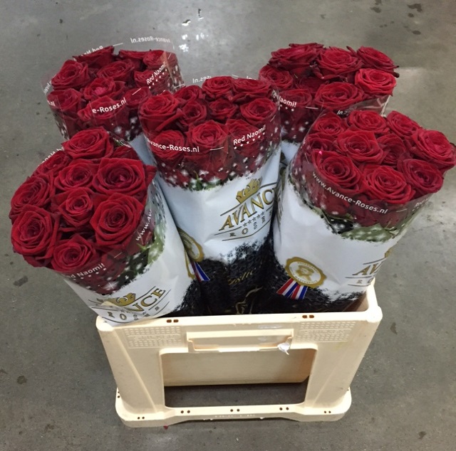 Rosa gr red naomi!_55.jpg